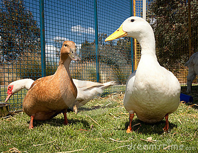 duck duck goose noise noise and more noise rar download